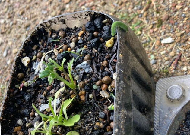 野菜作りの害虫被害