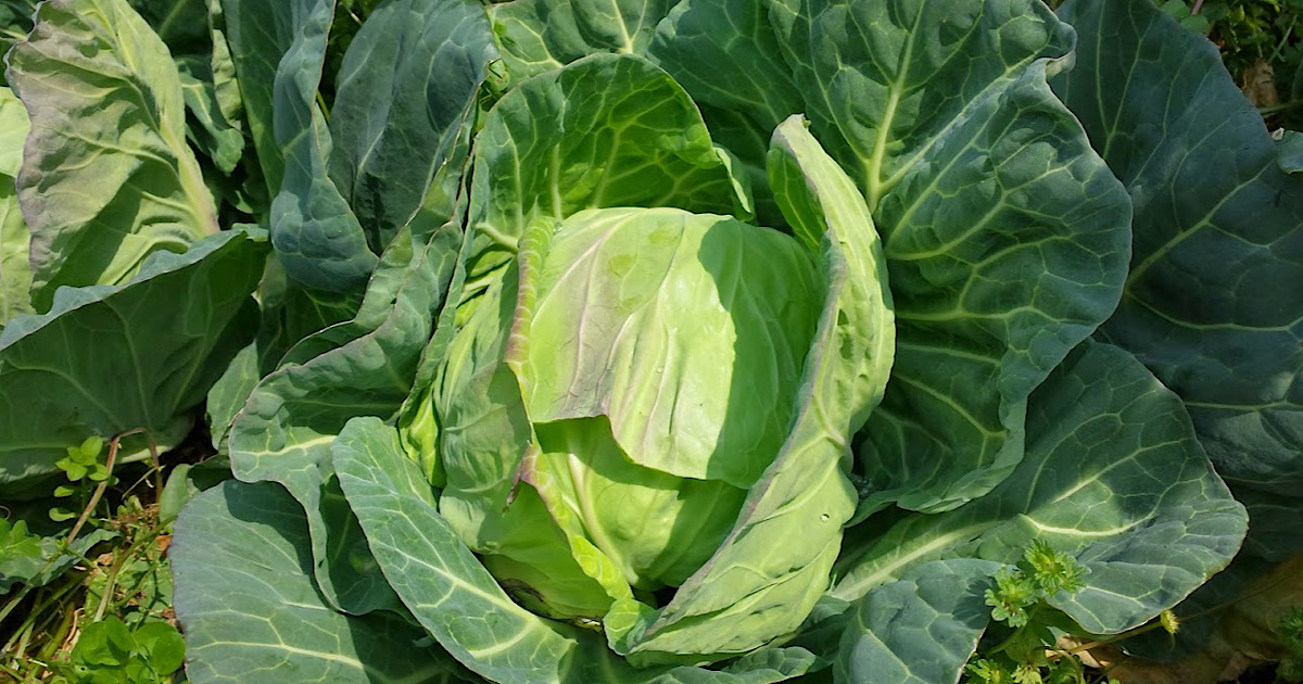 キャベツは害虫対策が重要！無農薬で育てるコツ