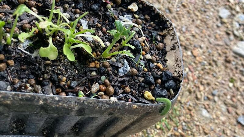 虫食い被害にあった野菜