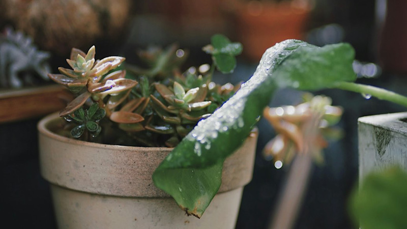 プランターで冬野菜の育て方の工夫