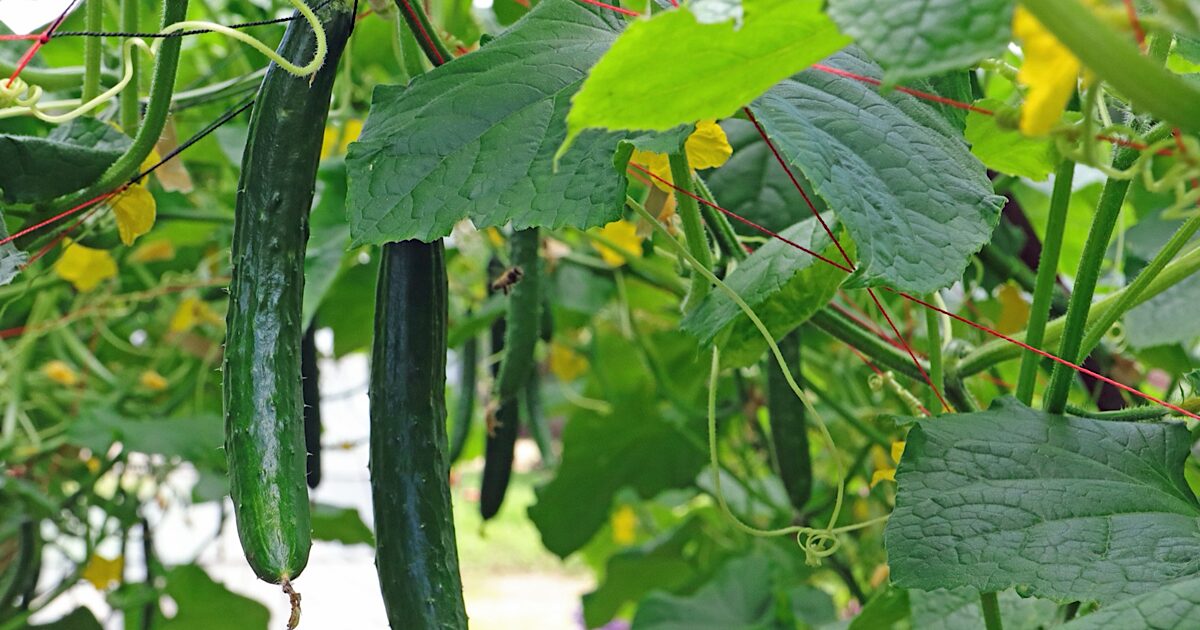 きゅうりの害虫対策は無農薬でできる？