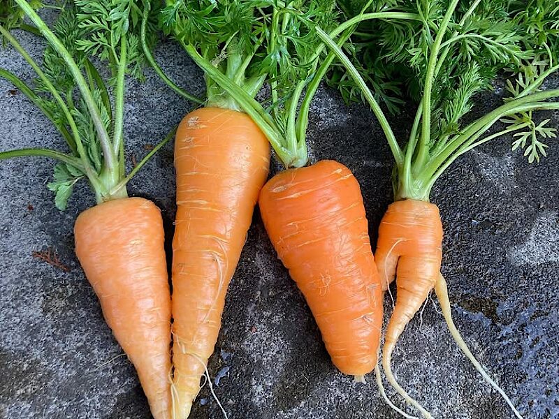 野菜作りが上手くなった時の写真