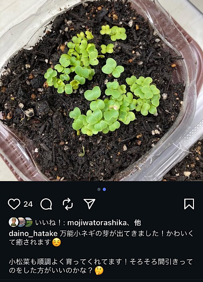 野菜作り初心者の頃の写真