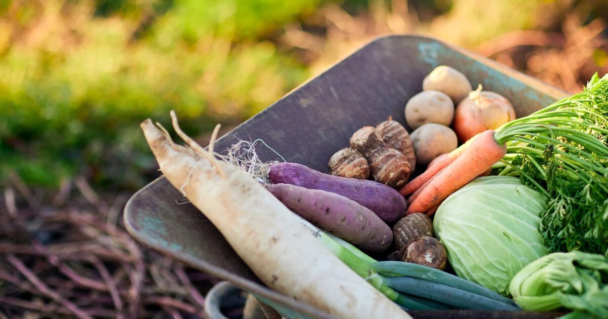 野菜作りは教室、本、独学のどれで学ぶのがいい？