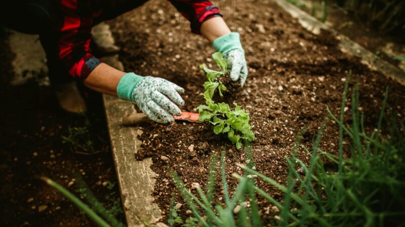 冬の野菜の育て方でよくある失敗