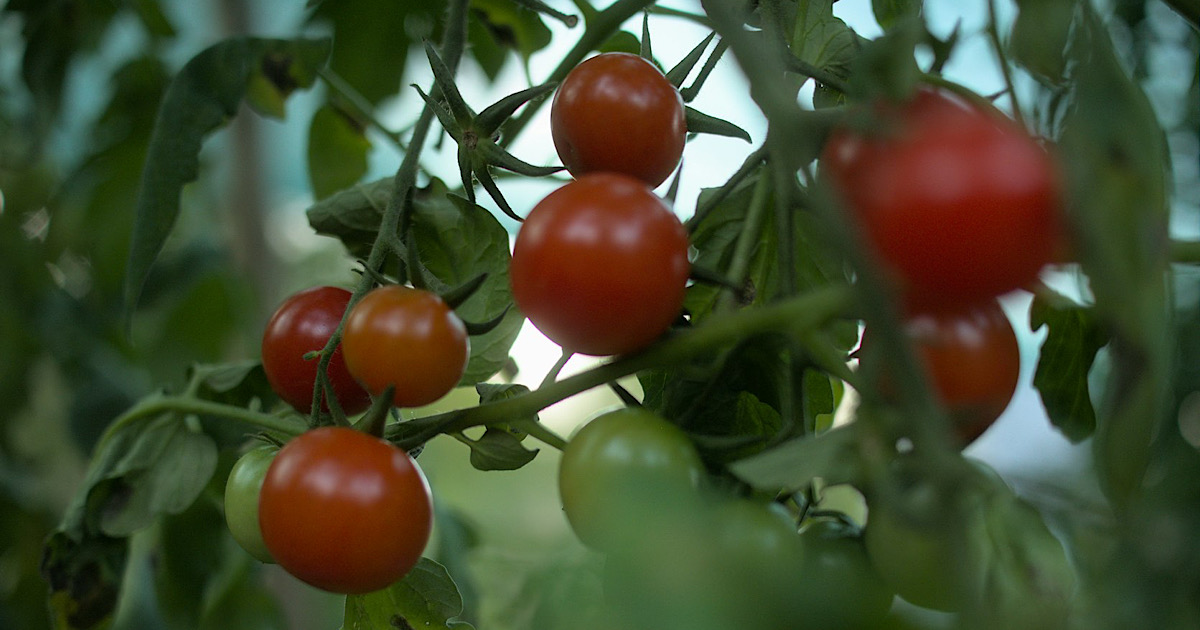 トマトの害虫対策で酢スプレーを使う