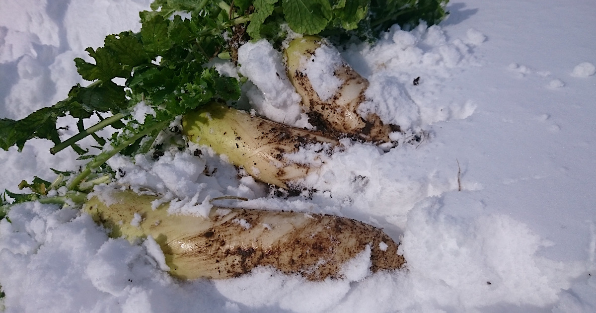 雪下野菜の作り方！