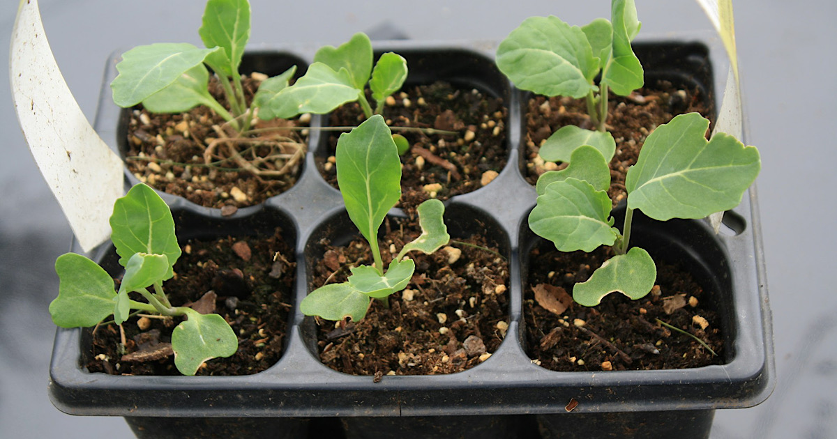 野菜のポット苗の作り方