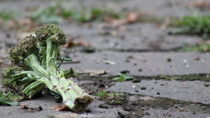 ブロッコリーの芯