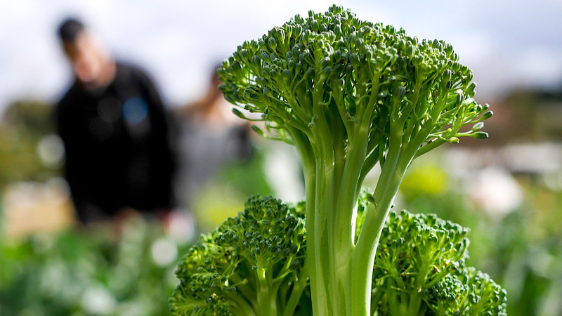 ブロッコリーの芯